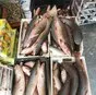 пиленгас-пеленгас азовский крупный керчь в Керчи