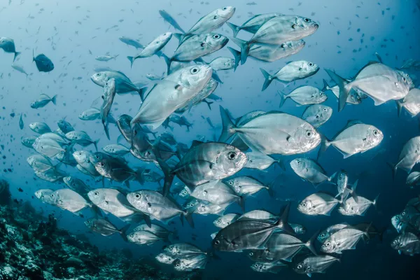 Административный экобарьер госрегулятора может надорвать отрасль морской аквакультуры Крыма и ДВ