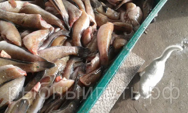 рыба Хамса  в Керчи 22