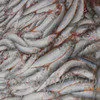 рыба Хамса  в Керчи 8