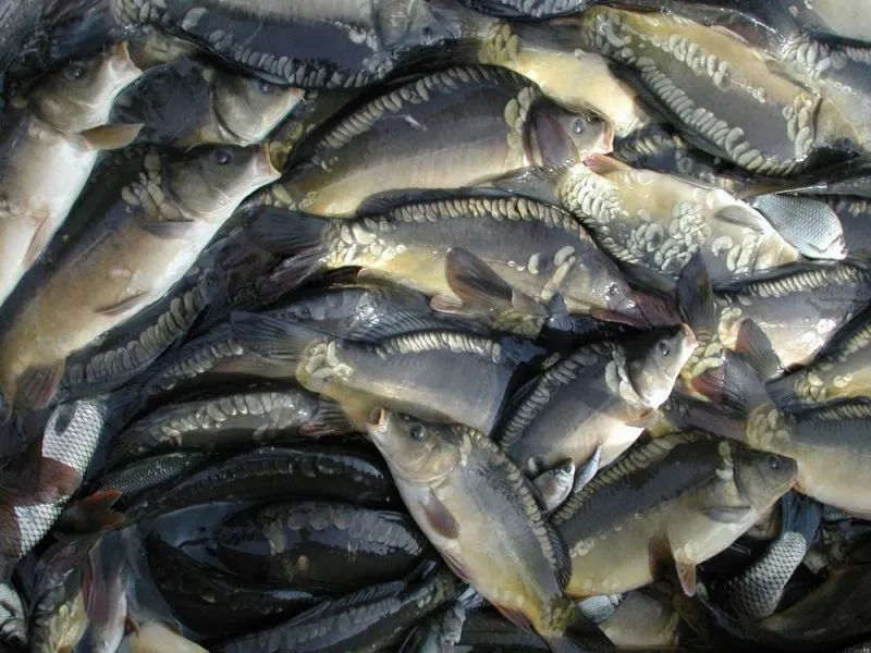 фотография продукта живая рыба оптом (форель, карп, толстол)