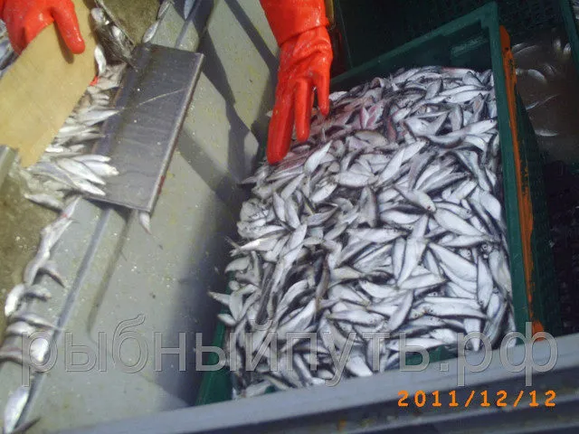 крымская рыба и морепродукты оптом керчь в Керчи 4