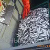 крымская рыба и морепродукты оптом керчь в Керчи 3