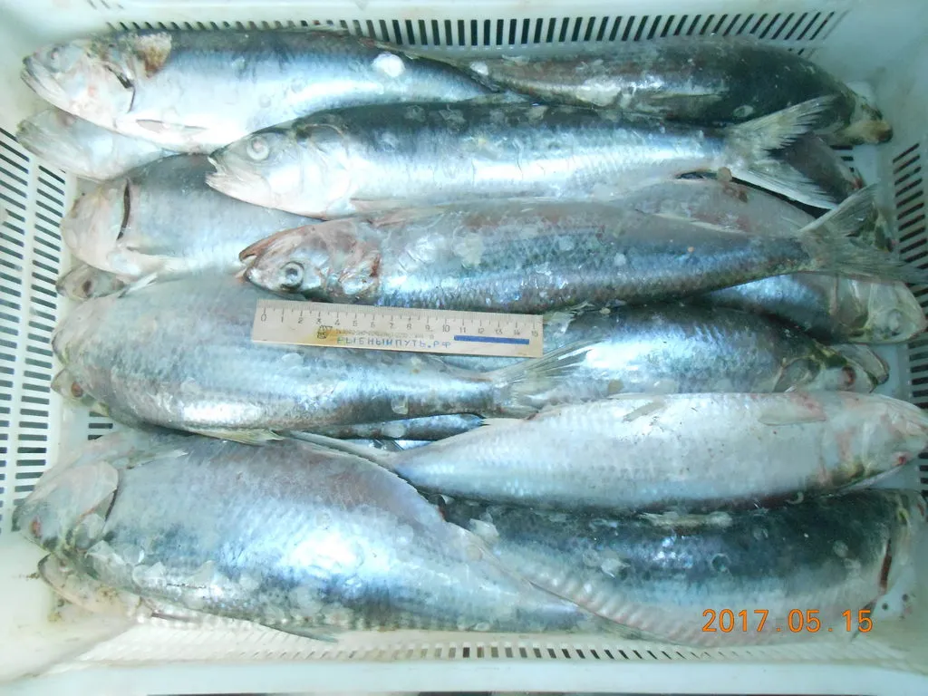 крымская рыба и морепродукты оптом керчь в Керчи 12