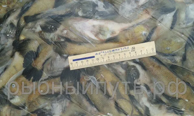 крымская рыба и морепродукты оптом керчь в Керчи 10