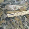 крымская рыба и морепродукты оптом керчь в Керчи 10