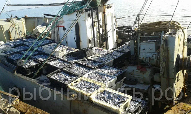 крымская рыба и морепродукты оптом керчь в Керчи 11