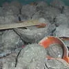 крымское мясо моллюска рапана  в Керчи 4