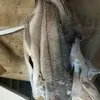 северную рыбу  заморозка в Симферополе 9