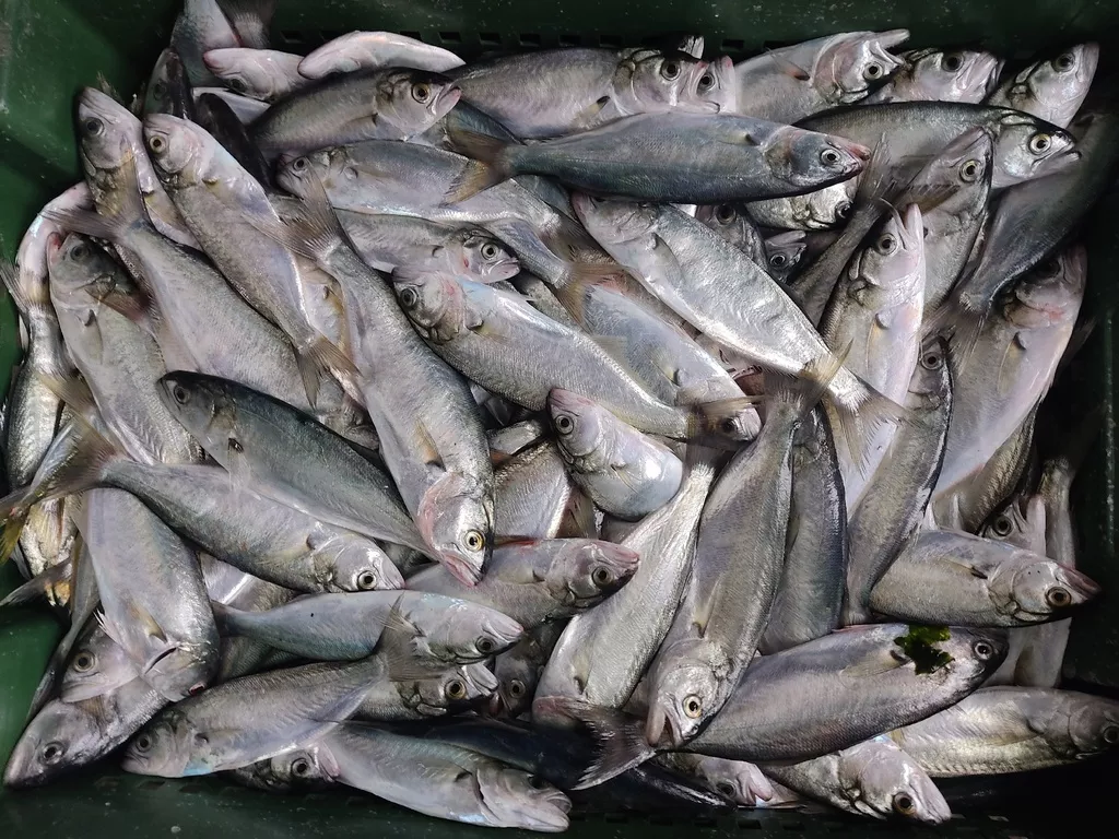 черноморскую  рыбу  в Бахчисарае 7