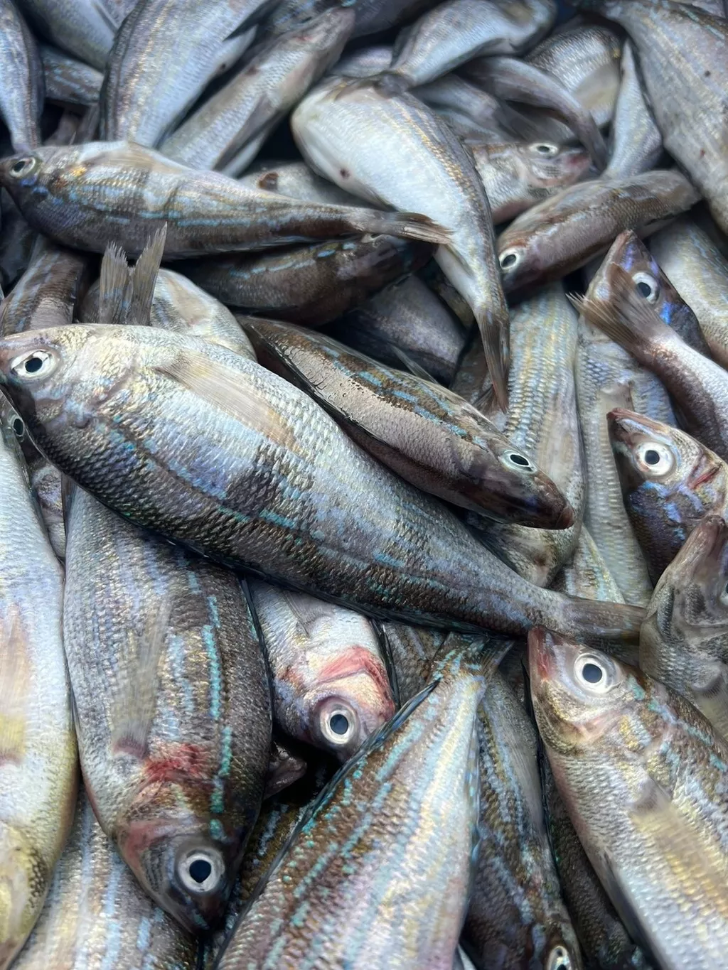 черноморскую  рыбу  в Бахчисарае 6