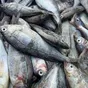черноморскую  рыбу  в Бахчисарае 6